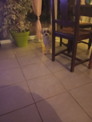Vina