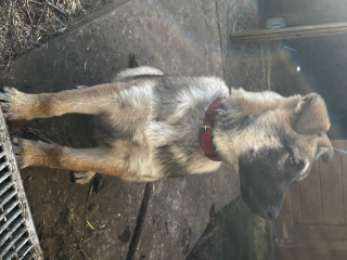 Kiba