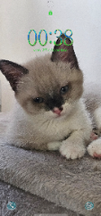 Nala