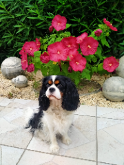 Sybelle