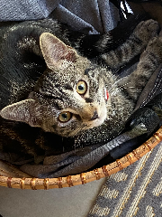 Watson