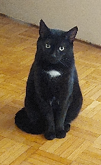 SAKIRA