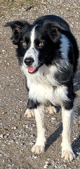 Domino