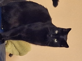 ONYX