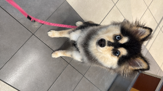 Nala