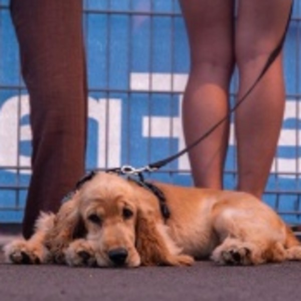 Arlo