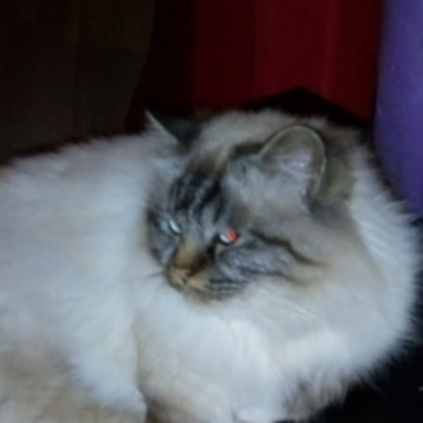 Ivoire