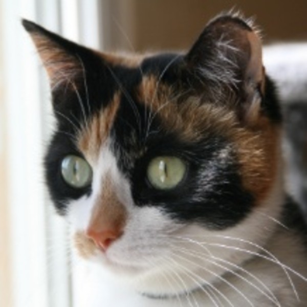 Praline