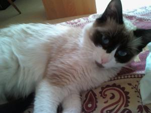 Léo