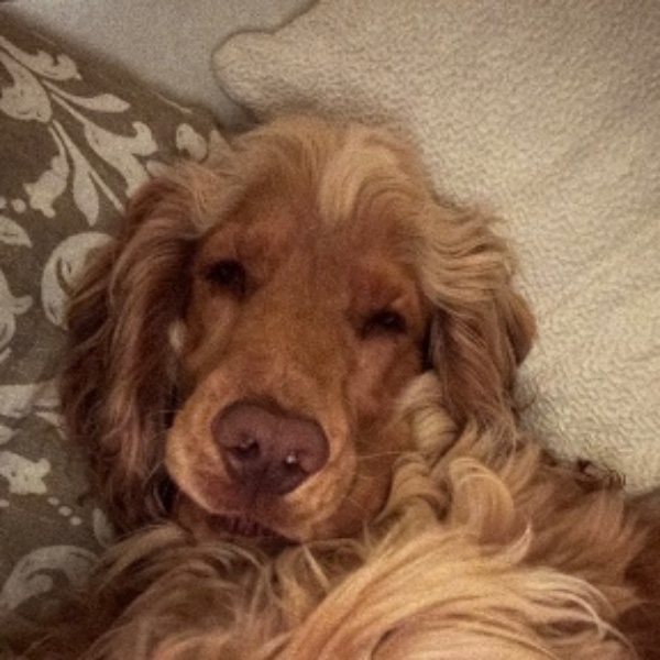 Simba