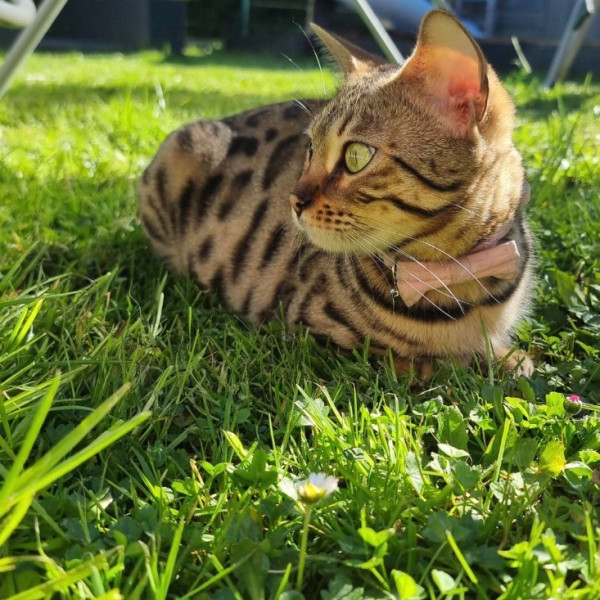 Nala