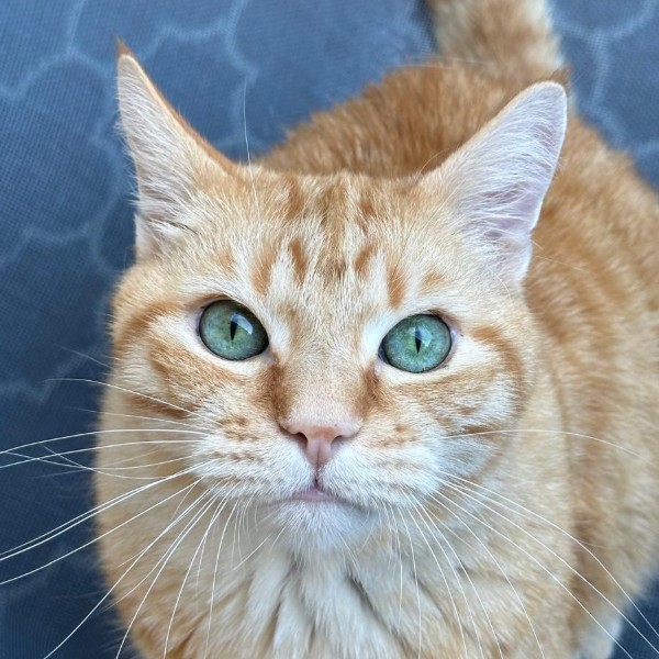 Jango
