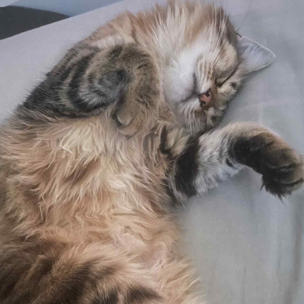 Zelda