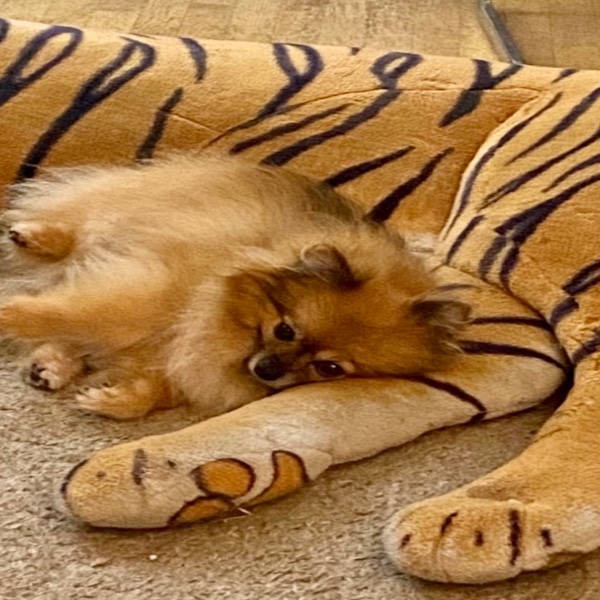 Mowgli