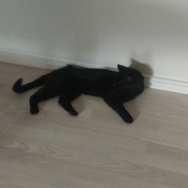 Zazou
