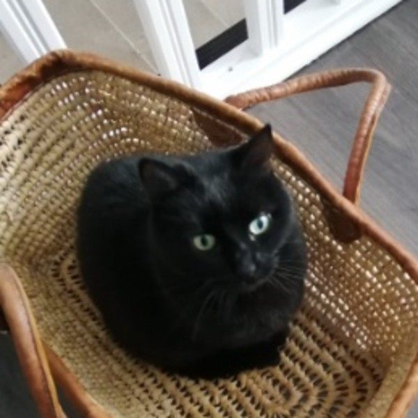 Myrtille