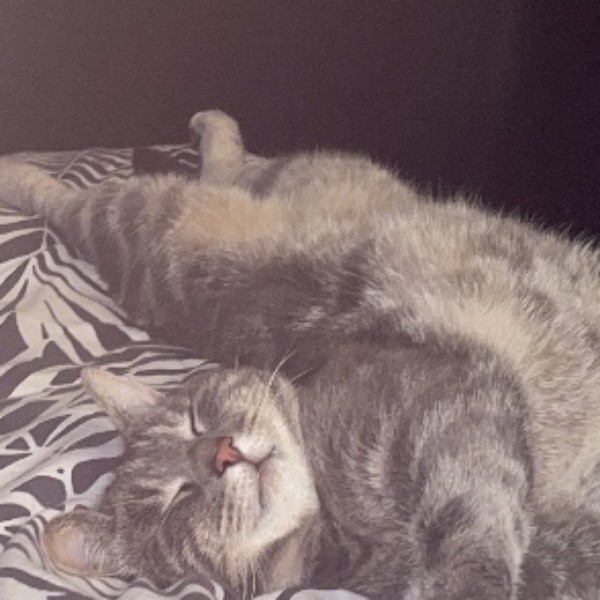 Tigris