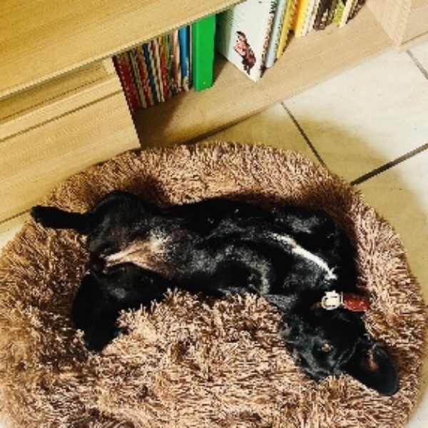Myrtille