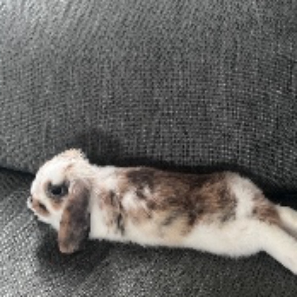 Bella