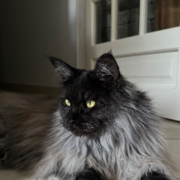 Athena