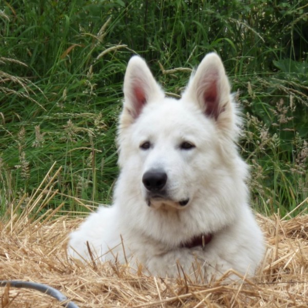 Merlin