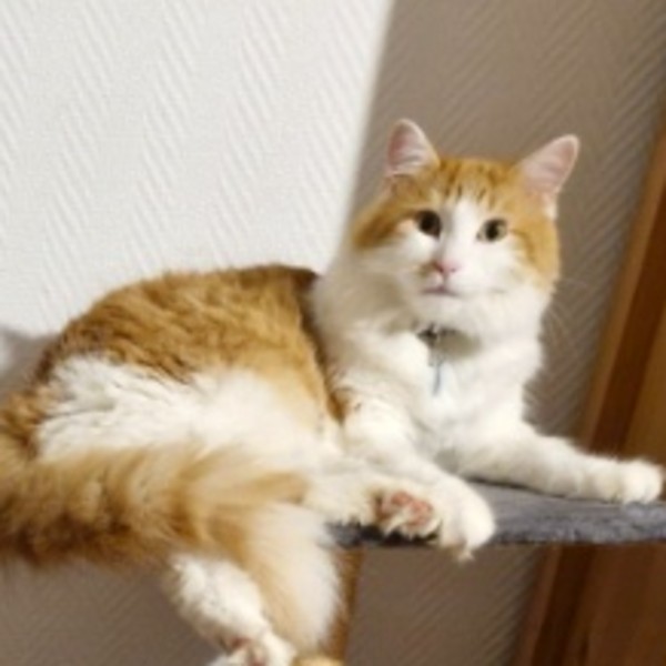 Tigrou