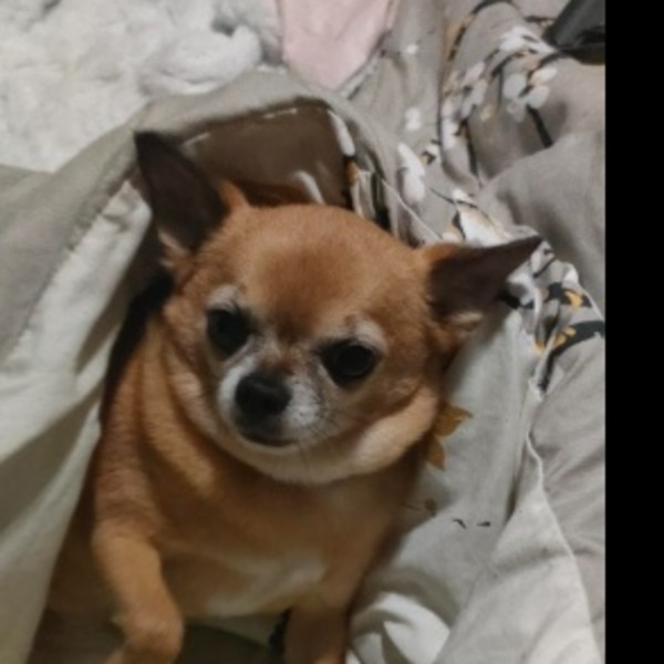 Paco