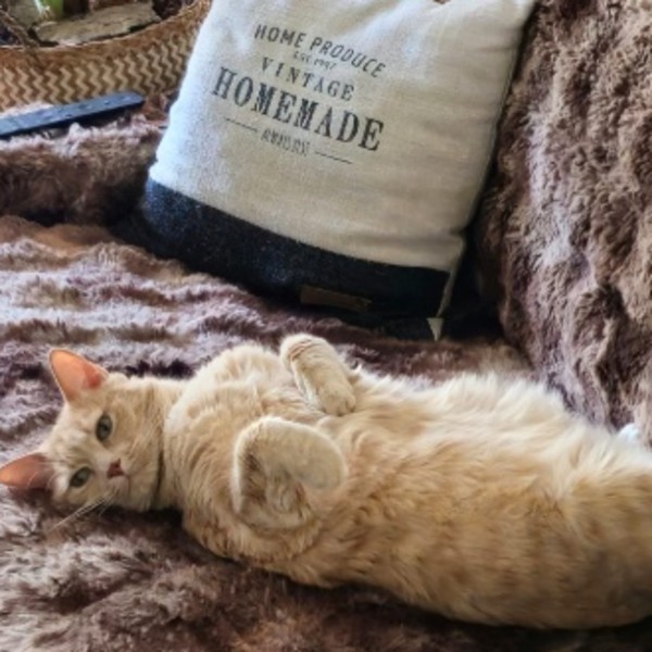 Simba