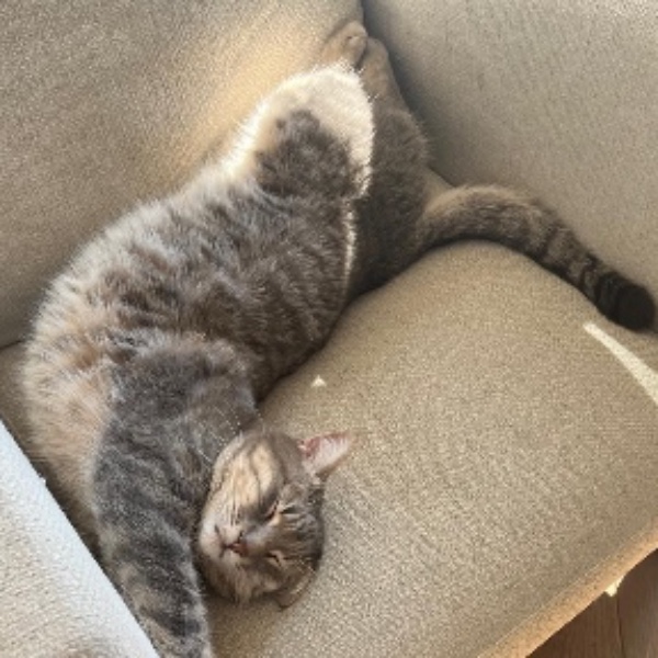Rocky