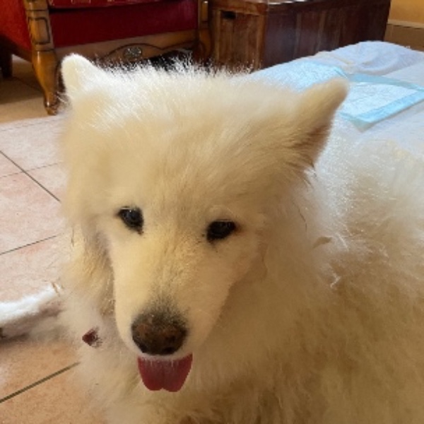 Haska