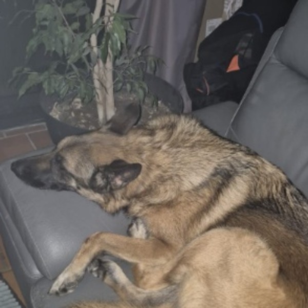 Bella
