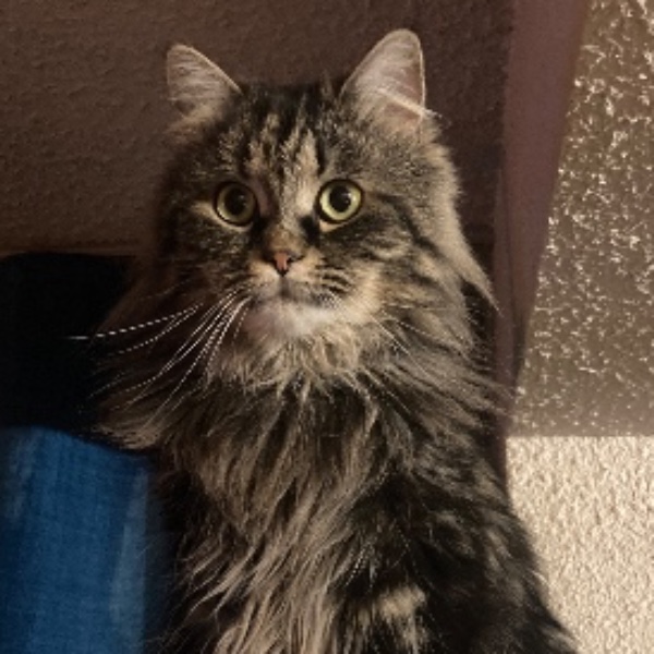 Mimi