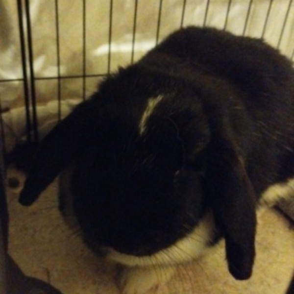 Willow