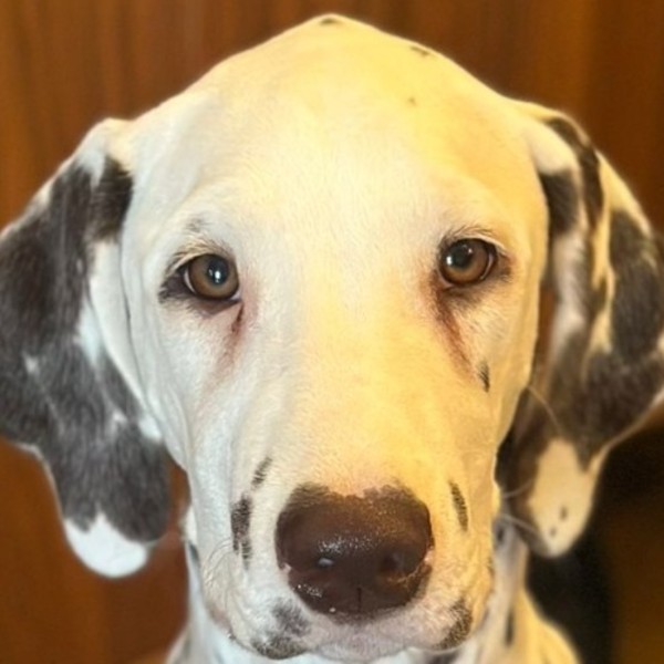 Bella