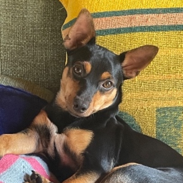 Chicco