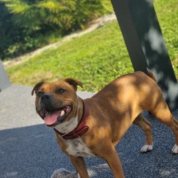 Bella