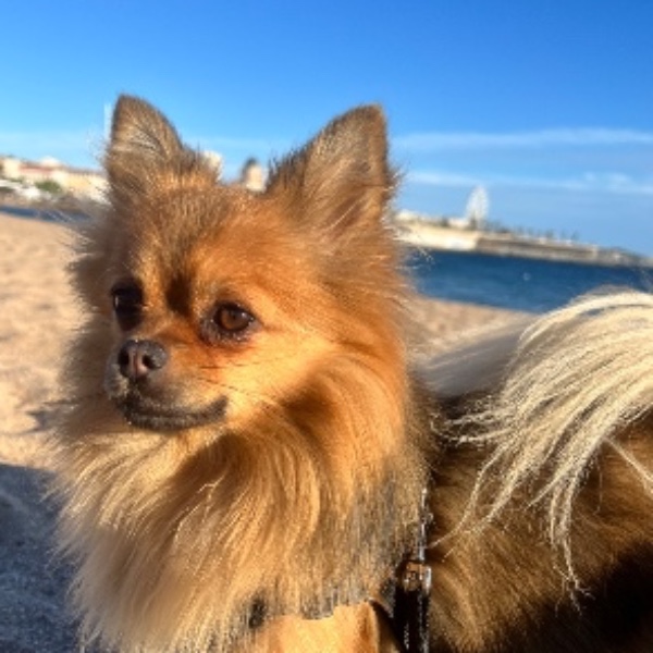 Milou