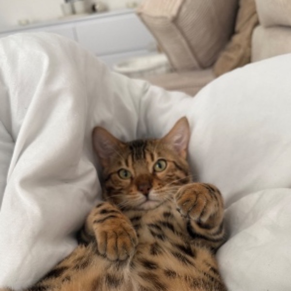 simba