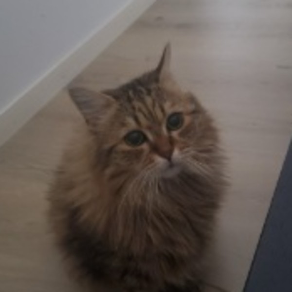 Neko