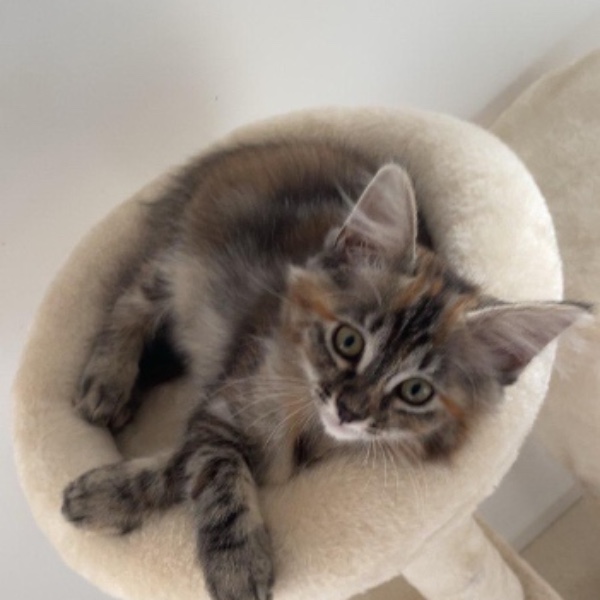 Nala