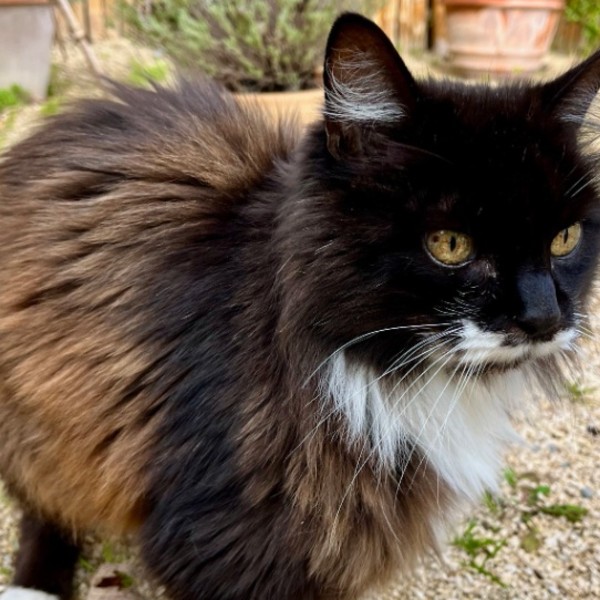 Lulu