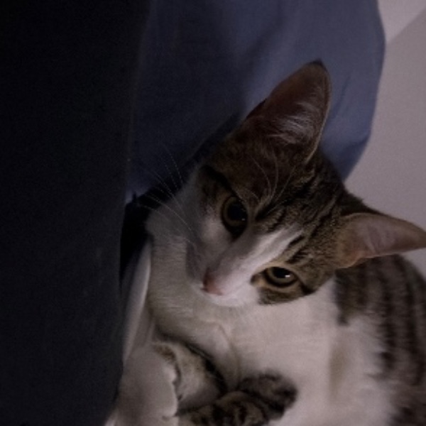 Croquette