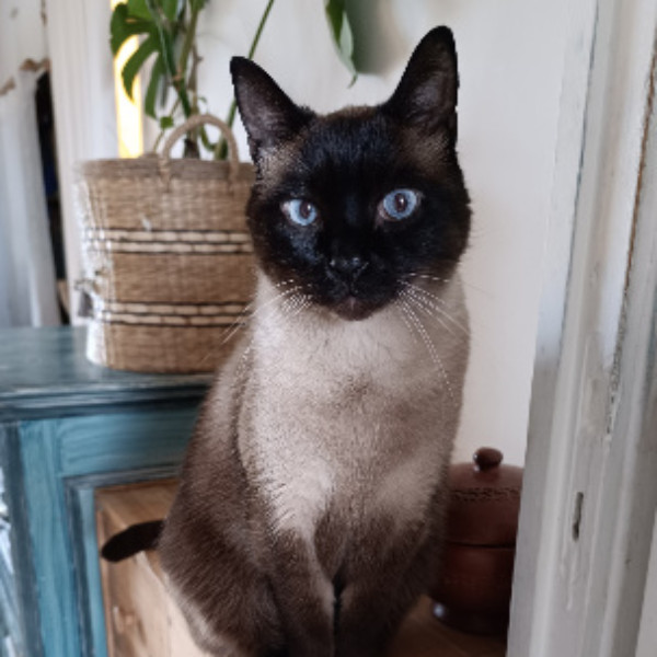 Titi