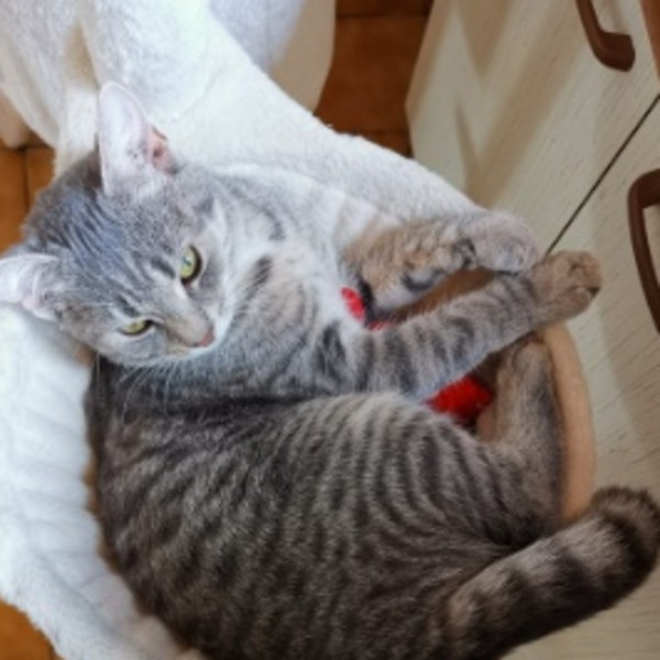 Artemis