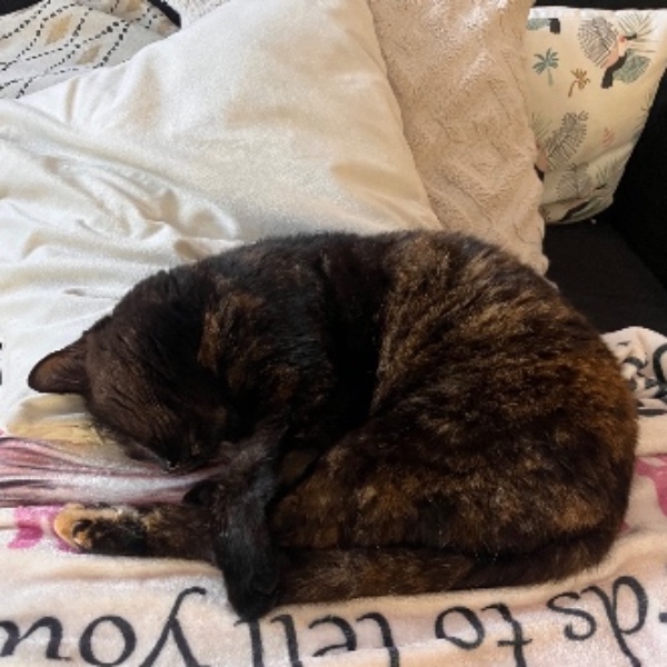 Bagheera