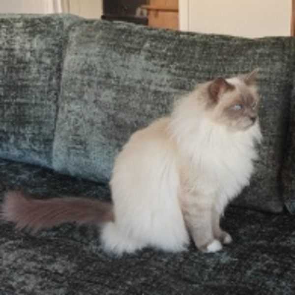 Ramses