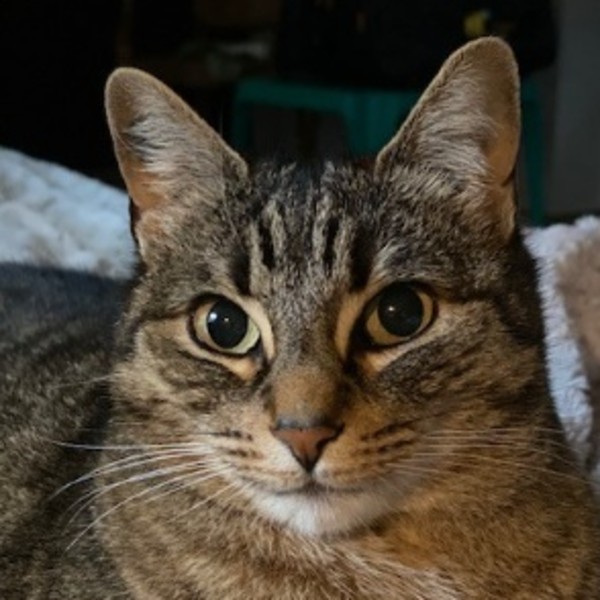Noisette