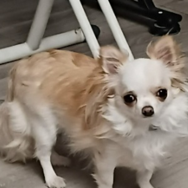 Vikie