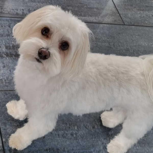 Lilou