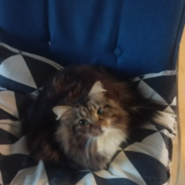 Bella